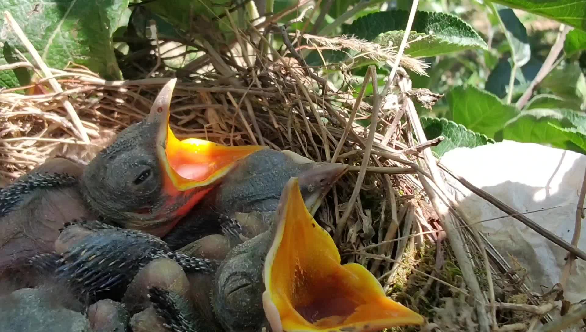 看鸟妈妈给小鸟喂食