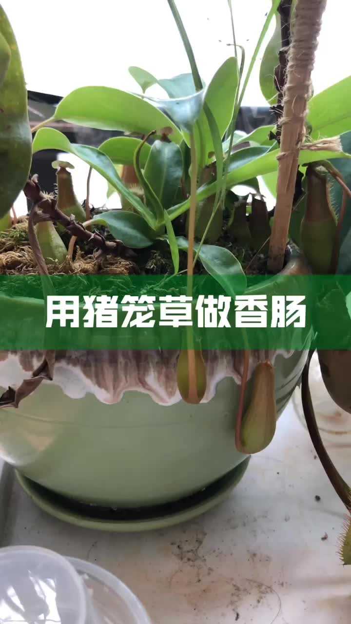 最近脚有点臭,用猪笼草做个香肠吃,味道好极了#猪笼草