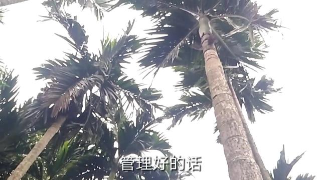 海口槟榔家具招聘