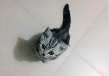 猫咪软件怎样发帖