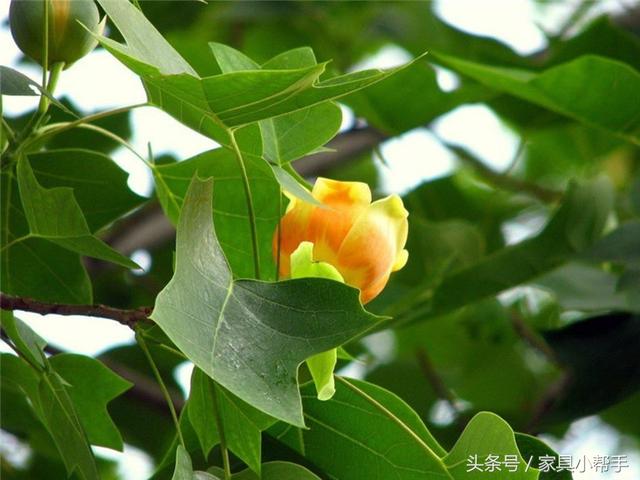 鹅掌楸木家具图片