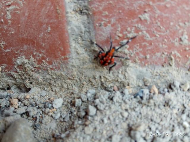 虫虫软件是什么