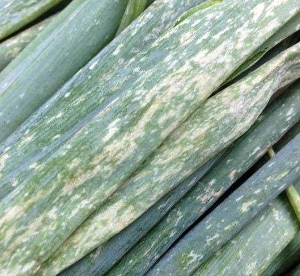 防虫害包装技术word