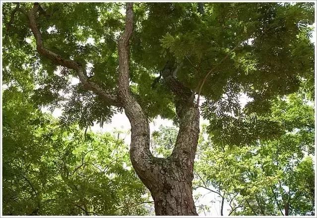 明黄花梨家具图