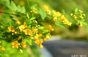 Reason has get together the chrysanthemum pagoda tree of good name of treasure gold tree, bud is lik