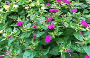 Everywhere of village of this flower grower is vis