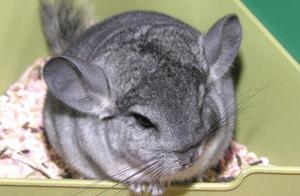 A few what the novice raises dragon cat to must no