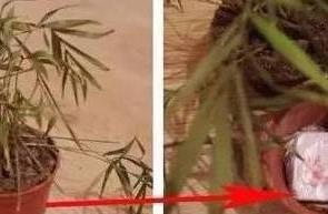 The wife counterpoises only force mad husband, bel