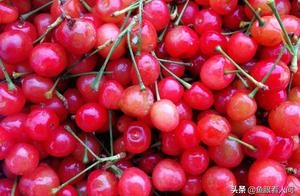 Size cherry appears on the market completely small cherry kisses civilian price directly challenges