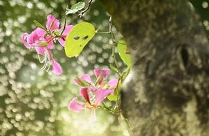 Run road career is experienced when the village, t