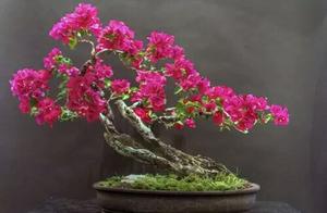 The miniascape that value does not poor