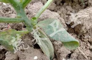 Melon kind reason of craze of cauline radical ministry is uncovered greatly close!