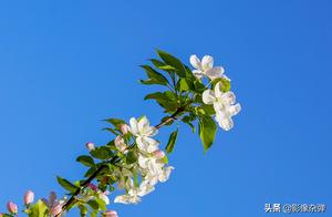 The Chinese flowering crabapple is beautiful: Know