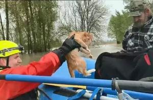 The firemen that blows abroad is much better to the animal, of China not poor also, protective life