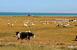 Not far 10 thousand lis, it is only see lake of Qinghai of fragrant look #