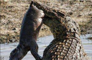 The crocodilian hippo that take the advantage of a mother is absent horse of sneak attack brook, mot