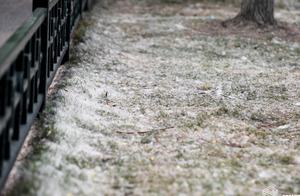 Hangzhou west lake April " wave snow " but this 