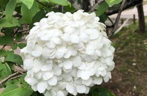 "Chinese daughter head be apt to " back pay be e