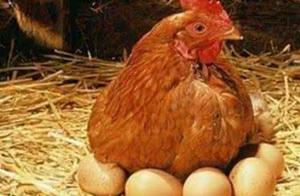 Breed egg chicken, raise what egg chicken produces egg fastigium to lay quantity, can use below a fe
