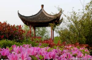 51 go which play? Might as well come Huang Shan sees Gong Dujuan, the azalea of full hill is really