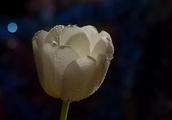 ĸȥʫЩ