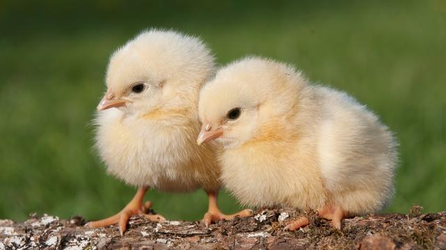 关于小动物的作文 450字