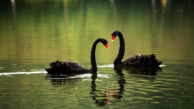 描写天鹅的诗句