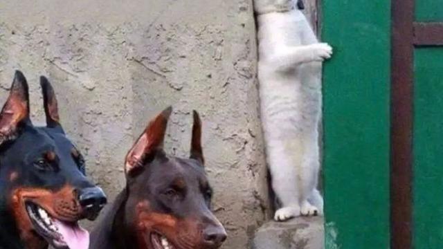 小学生自理能力作文