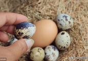 Egg of quail egg PK, the nutrient price watch of w