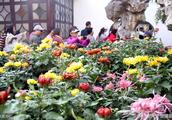 Suzhou gardens chrysanthemum show kicks off fall, with 