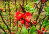 Elephant skin Chinese flowering quince, petaline delicacy embellish is well-developed, the person se