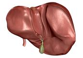When hepatic damage, make 3 motions that raise liver more, remember 2 a pithy formula that raise liv