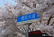 Season of oriental cherry of Chinese marine univer