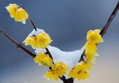 Wintersweet is cold sweet, do not admire with ever