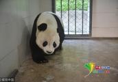 15 years of giant panda of brigade beauty " high 