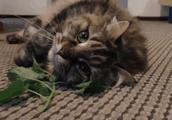 Old question: Does the cat suck catmint meeting addiction? Can the person eat catmint?