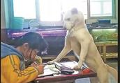[Jian is read] father raises a dog to supervise a daughter to do work, netizen: The dog is held for