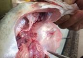 Jing! Mandarin fish fish grows 1 jin of flesh to w