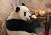Operation of excision of spermary of blessing of giant panda happiness is successful this is plant i