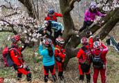 Spring opens full aunt on the tree! 8 people stand on a tree, netizen: Beg let off sapling