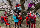 Spring opens full aunt on the tree! 8 people stand