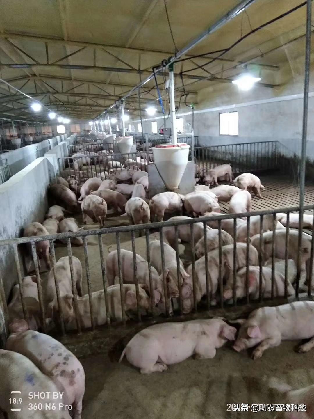 派如20头基础母猪家庭农场可拆卸式猪舍-青岛派如环境科技有限公司