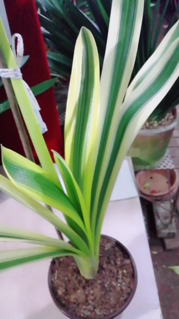 福伦彩兰#君子兰