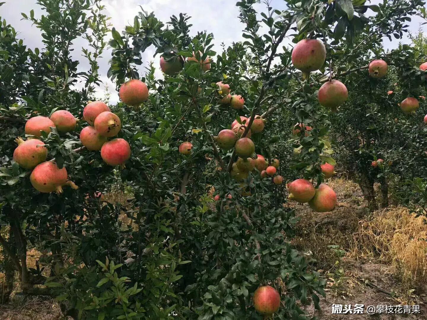 攀枝花突尼斯软籽石榴,中秋、国庆双节活动 -