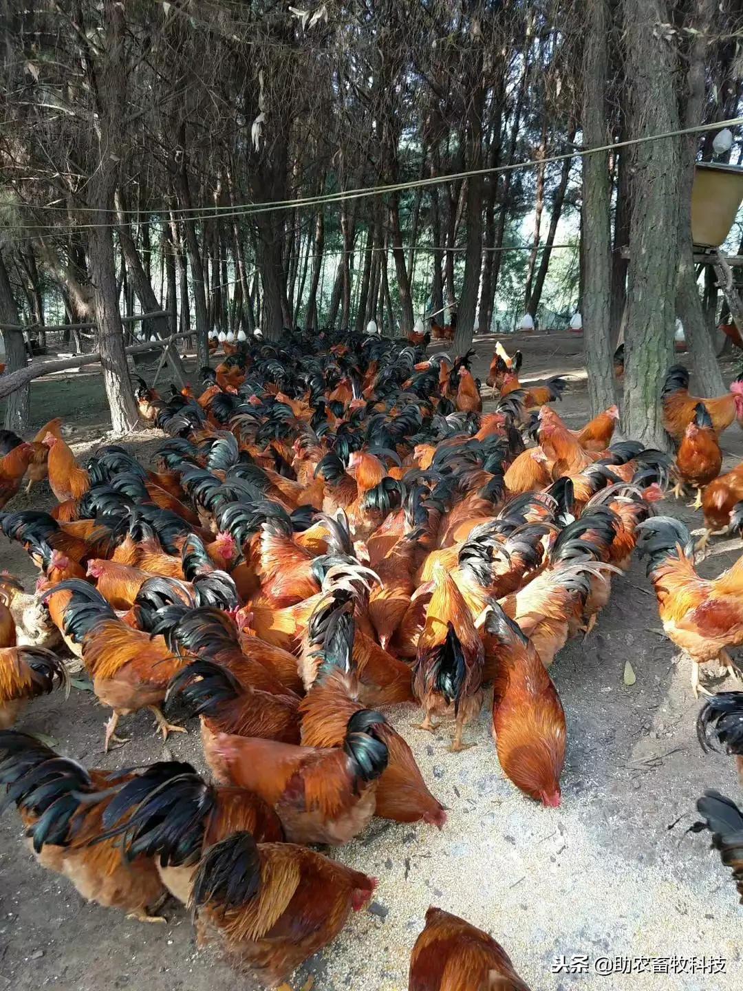 组图一组采用养鸡专用复合益生菌农家饲料放养鸡的现场照片