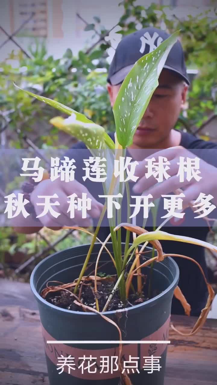 马蹄莲夏季收球根,秋天种下开更多